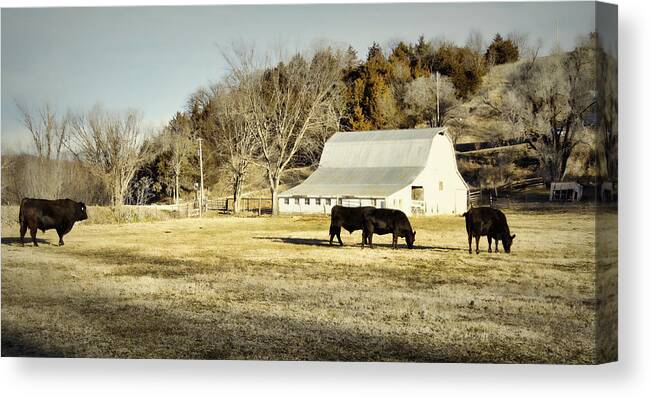 Barn Canvas Print featuring the photograph Morning Graze by Cricket Hackmann