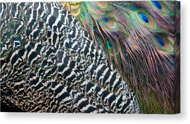 Peacock Canvas Print featuring the photograph Peacock Feathers by Cynthia Guinn