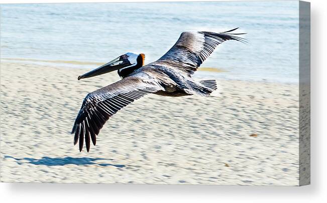 Pelican Canvas Print featuring the photograph Pelican flying by Tammy Ray