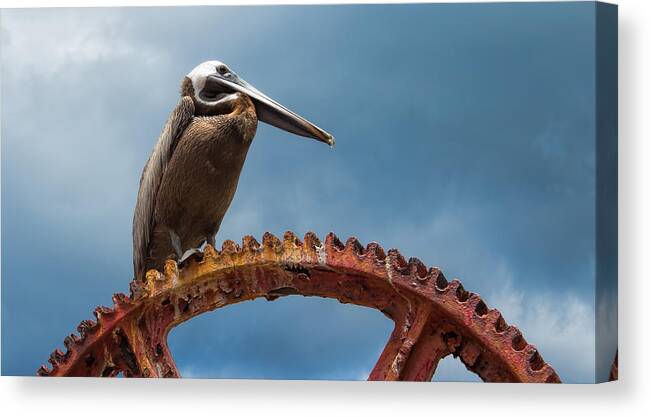 Pelican Canvas Print featuring the photograph Pelican in St. Croix by Craig Bowman