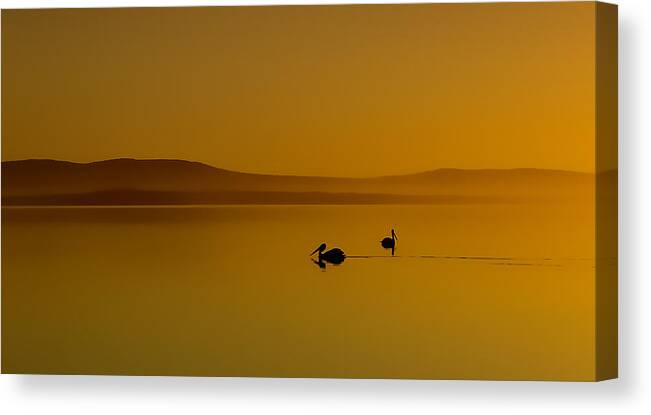 Pelicans Canvas Print featuring the photograph Pelican Sunset 01 by Kevin Chippindall