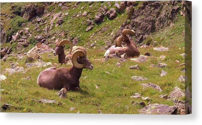 Bighorn Canvas Print featuring the photograph Rams Up Top by Rob McCauley