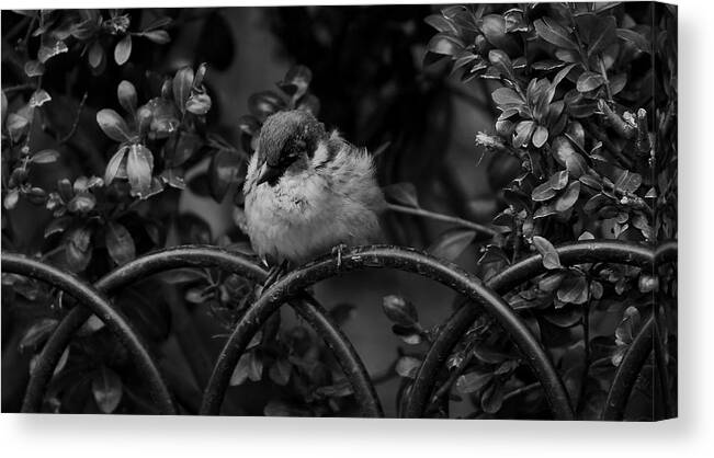 Bird Canvas Print featuring the photograph Rest for the Weary by Paul Watkins