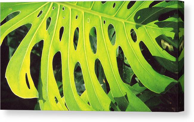 Leaf Canvas Print featuring the photograph Roadside Foliage by Mary Bedy