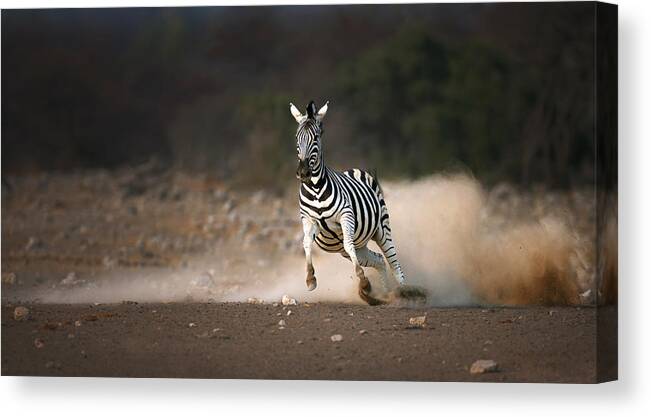 Zebra Canvas Print featuring the photograph Running Zebra by Johan Swanepoel