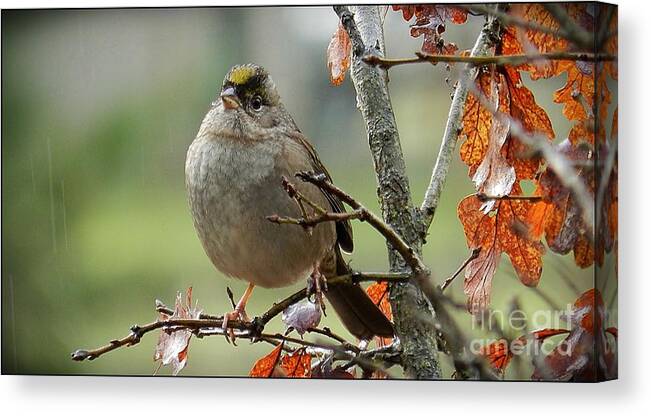 Nature Canvas Print featuring the photograph Singing In The Rain by Julia Hassett