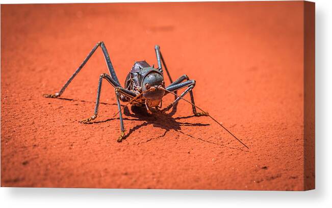 Armored Canvas Print featuring the photograph Something to Bug You - Armored Katydid Photograph by Duane Miller