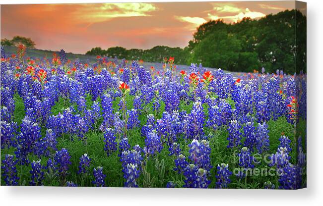 Spring Canvas Print featuring the photograph Springtime Sunset in Texas - Texas Bluebonnet wildflowers landscape flowers paintbrush by Jon Holiday