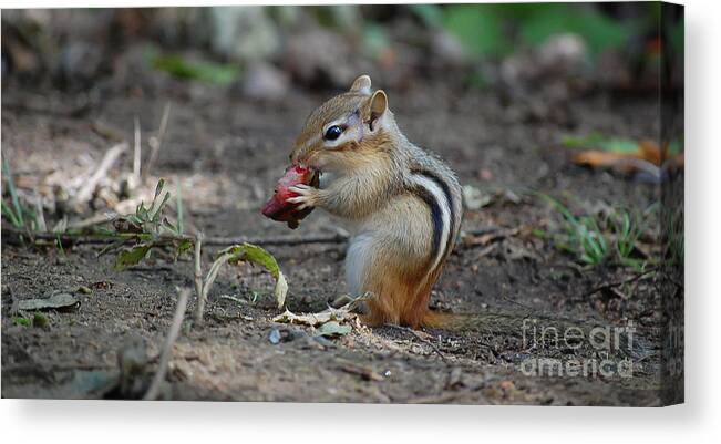 Animal Canvas Print featuring the photograph Strawberry Thief by Bianca Nadeau