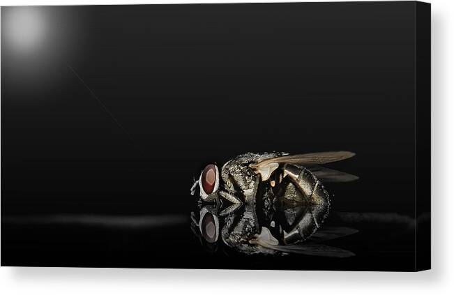 Flies Canvas Print featuring the photograph Super Flies 01 by Kevin Chippindall