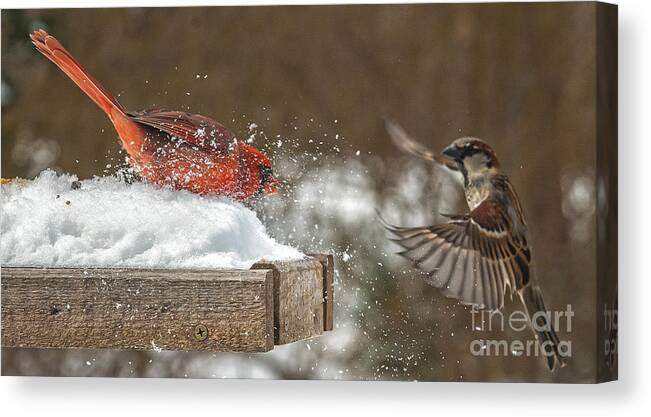 2014 Canvas Print featuring the photograph The Fight is On by Jim Moore