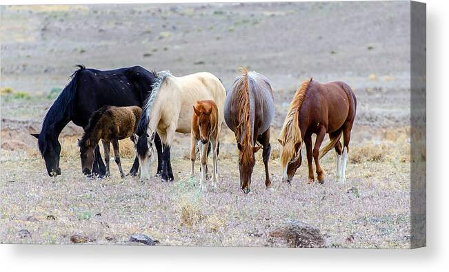 Wild Horses Canvas Print featuring the photograph The Wild Bunch by Mike Ronnebeck