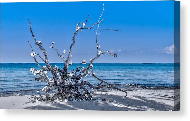 Conch Shell Canvas Print featuring the photograph Twisted by Phil Abrams