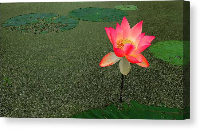 Water Lily Canvas Print featuring the photograph Water Lily by Wendell Thompson