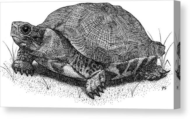 Wood Turtle Canvas Print featuring the photograph Wood Turtle by Roger Hall