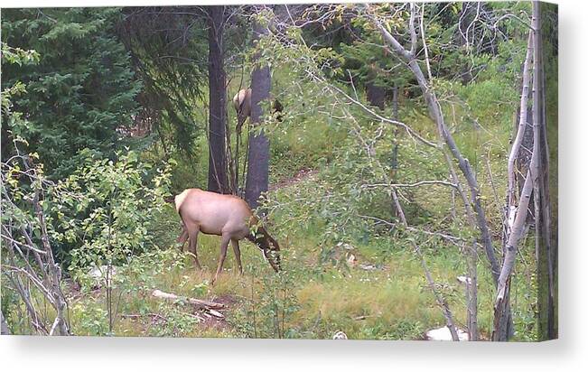 Lanscape Canvas Print featuring the photograph Young Elk Grazing by Fortunate Findings Shirley Dickerson
