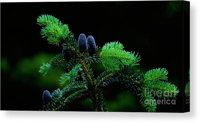 Pine Cones Canvas Print featuring the photograph Mountain Life by Sharon Elliott