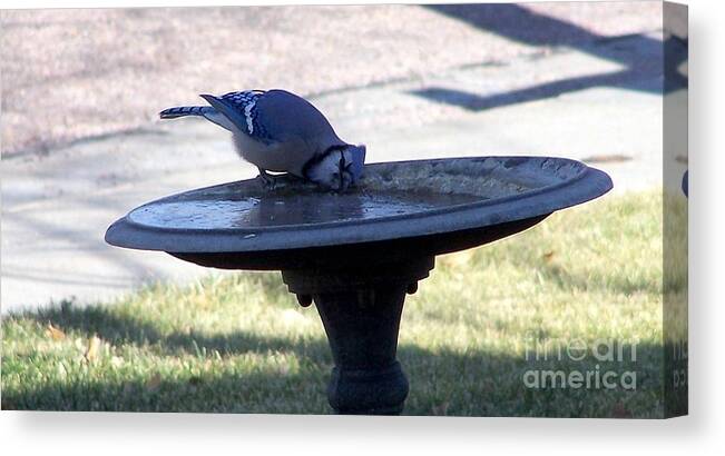 Blue Jay Canvas Print featuring the photograph Frustration by Dorrene BrownButterfield