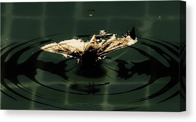 Moth Canvas Print featuring the photograph Moth Ripples by Jessica S