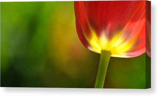 Tulip Canvas Print featuring the photograph Red Tulip 2 by Ronda Broatch