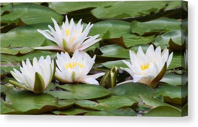 Nature Canvas Print featuring the photograph Serenity by Bruce Bley