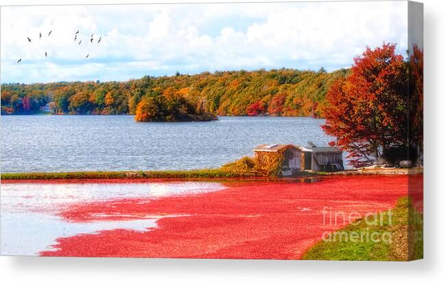  Canvas Print featuring the photograph The Cranberry Farms of Cape Cod by Gina Cormier