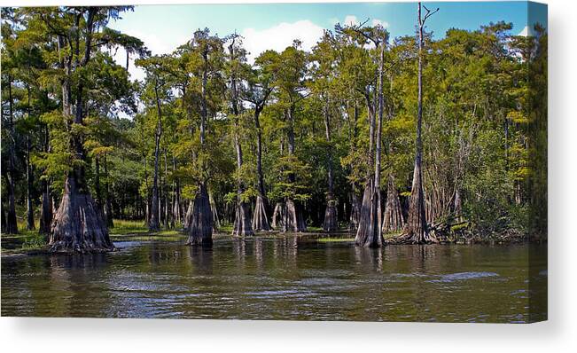 Cypress Canvas Print featuring the photograph Cypress on the Suwannee by Farol Tomson