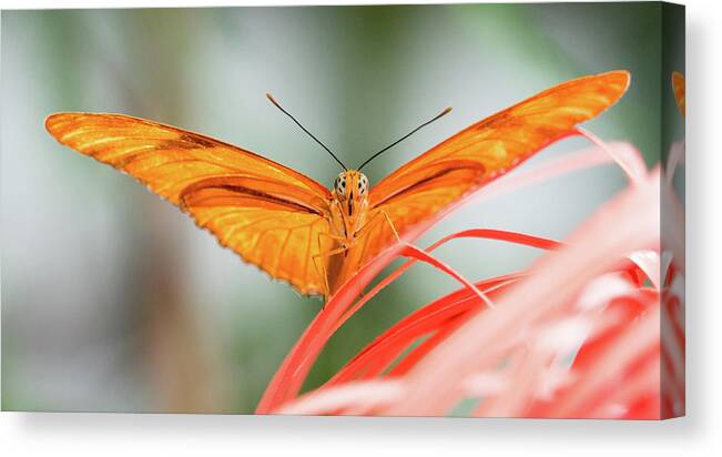 Butterfly Canvas Print featuring the photograph Julia Butterfly #1 by Cathy Donohoue