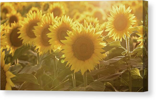 Sunflower Canvas Print featuring the photograph Sunflower Sunrise #1 by Eilish Palmer