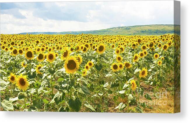 Sunflower Canvas Print featuring the photograph Field with sunflowers #2 by Irina Afonskaya