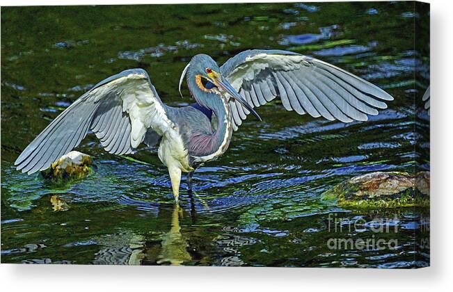 Bird Canvas Print featuring the photograph TriColor Hunting #2 by Larry Nieland