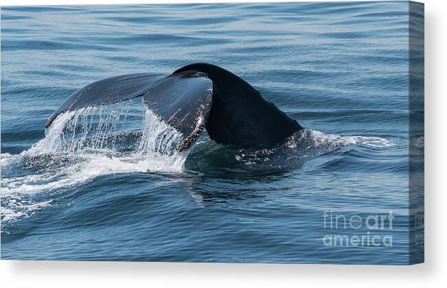 Tail Canvas Print featuring the photograph Humpback Whale Tail 1 by Lorraine Cosgrove