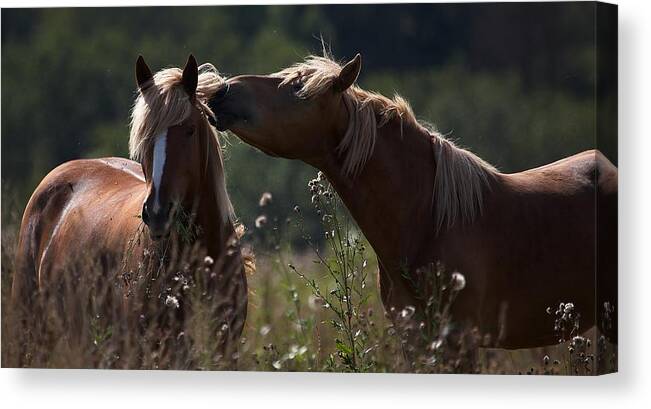Horse Canvas Print featuring the photograph Horse #57 by Mariel Mcmeeking