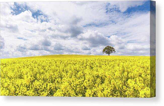 Rape Canvas Print featuring the photograph A Blaze of Yellow by Nick Bywater