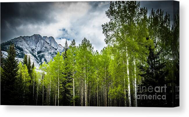 Aspen Trees Canvas Print featuring the photograph Aspen Trees Canadian Rockies by Blake Webster