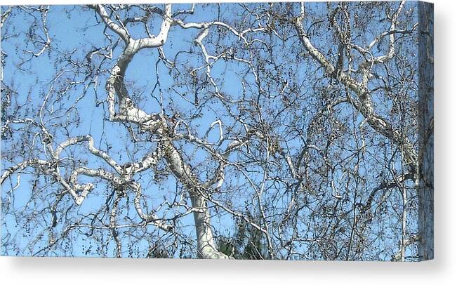  Canvas Print featuring the photograph Bare Branches by Steve Fields
