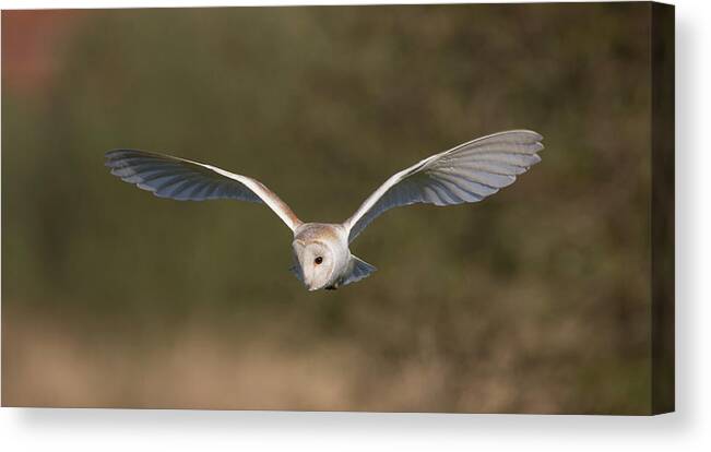 Barn Owl Canvas Print featuring the photograph Barn Owl Quartering by Pete Walkden