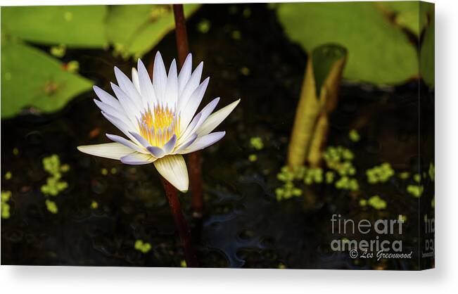 Lily Canvas Print featuring the photograph Beauty in the pond by Les Greenwood