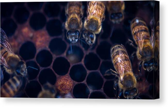 Bee Canvas Print featuring the photograph Bees at Work by Shawn Jeffries