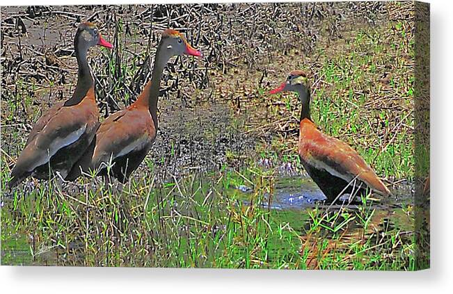 Nature Canvas Print featuring the photograph Black-bellied Whistling Ducks by Phil Jensen