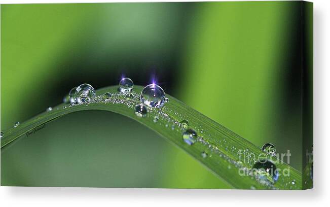 Droplets Canvas Print featuring the photograph Blue light on the Droplets by Yumi Johnson