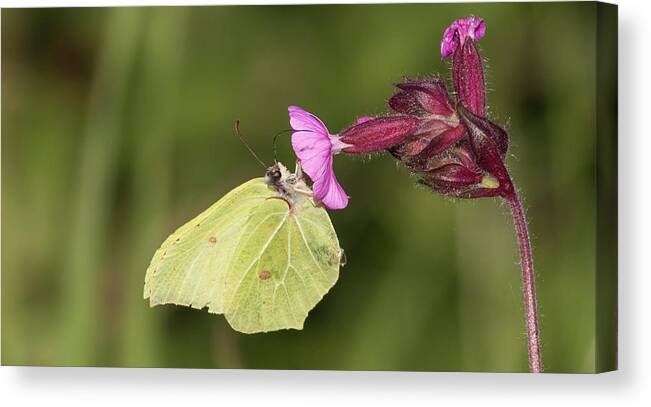 Nature Canvas Print featuring the photograph Brimstone Butterfly by Wendy Cooper