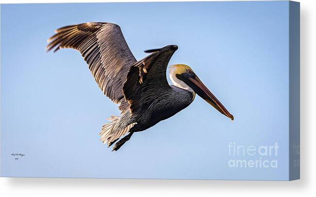 Nature Canvas Print featuring the photograph Brown Pelican In Flight - Pelecanus Occidentalis by DB Hayes