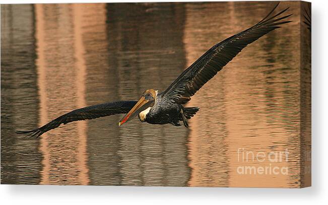 Pelican Canvas Print featuring the photograph Brown Pelican On A Sunset Flyby by Max Allen
