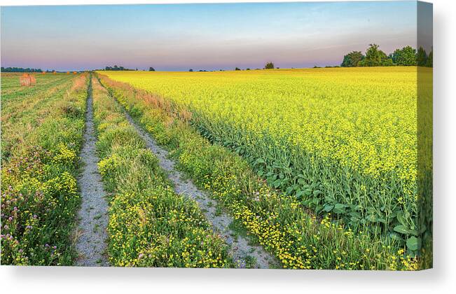 Farm Canvas Print featuring the photograph Canola fields by Ian Sempowski