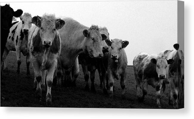 Cheshire Cattle Canvas Print featuring the photograph Cheshire Cattle by John Bradburn
