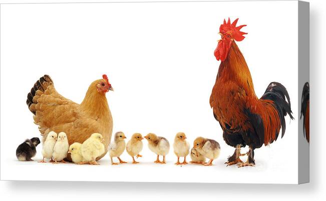 Chicken Canvas Print featuring the photograph Chicken family by Warren Photographic