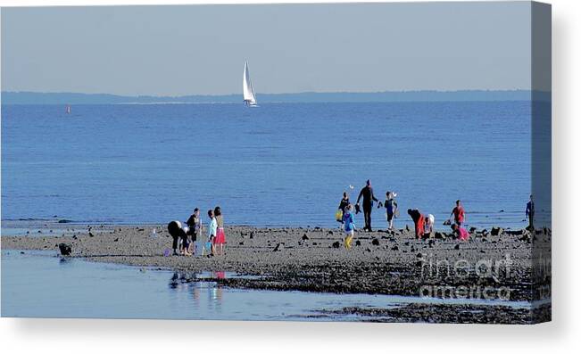 Ocean Canvas Print featuring the photograph Clamming at Low Tide by Margie Avellino