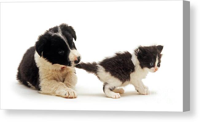 Border Collie Canvas Print featuring the photograph Come back, I wanna play by Warren Photographic