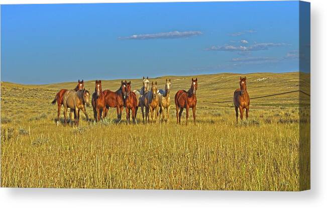 Amanda Smith Wyoming Western Photographer Horse Canvas Print featuring the photograph Curiosity Crew by Amanda Smith